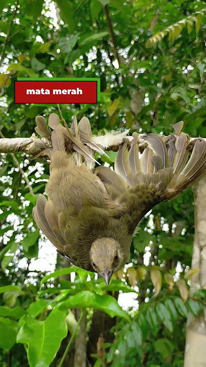 Merbah mata merah