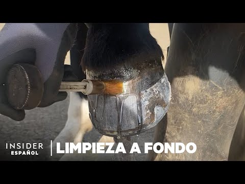 Video: ¿Cuándo recortar los cascos?