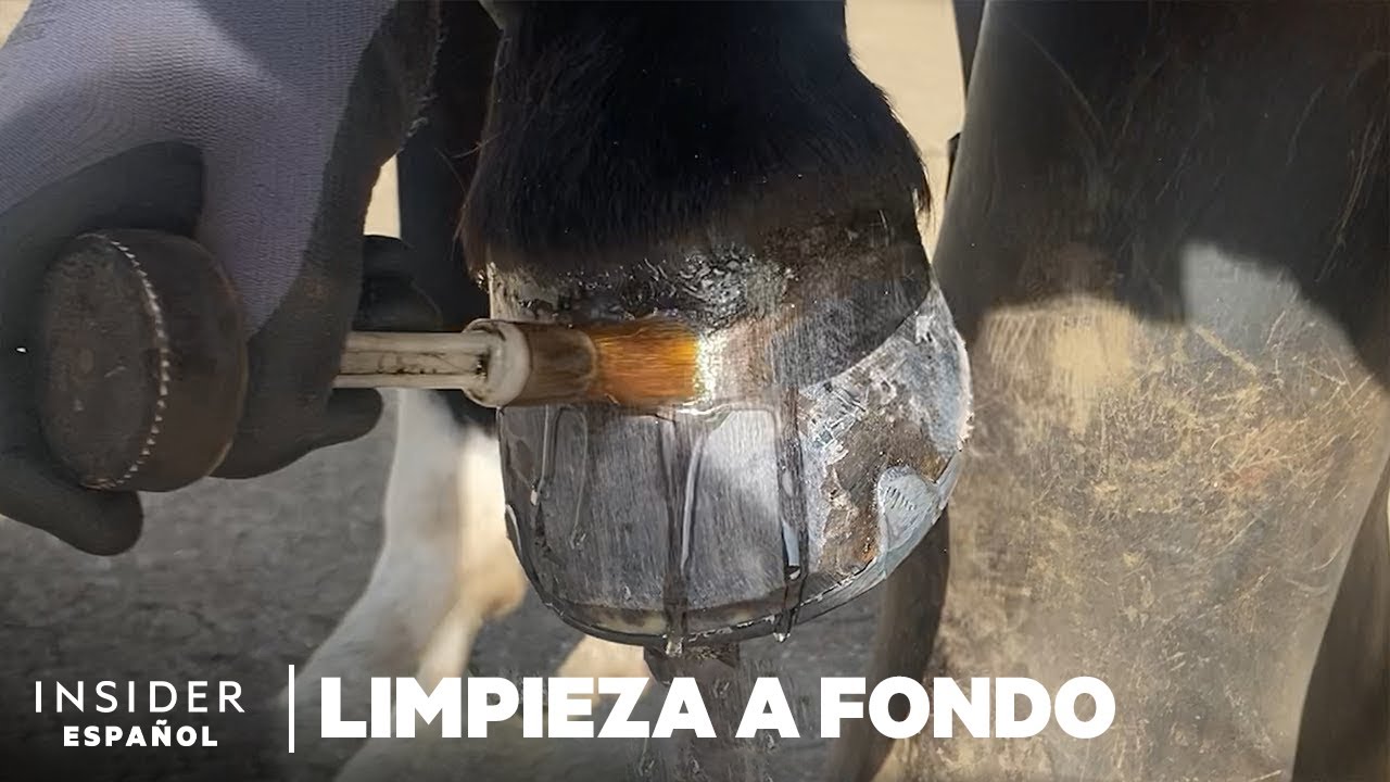 Cómo se limpian a fondo los cascos de los caballos | Limpieza a fondo | Insider