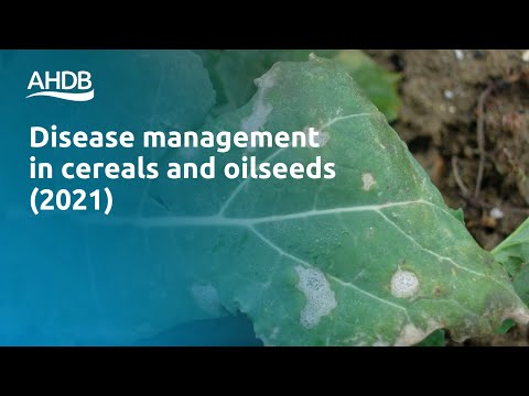 วีดีโอ: ใบจุดในพืชข้าวบาร์เลย์ – วิธีการควบคุมข้าวบาร์เลย์ Septoria Leaf Blotch