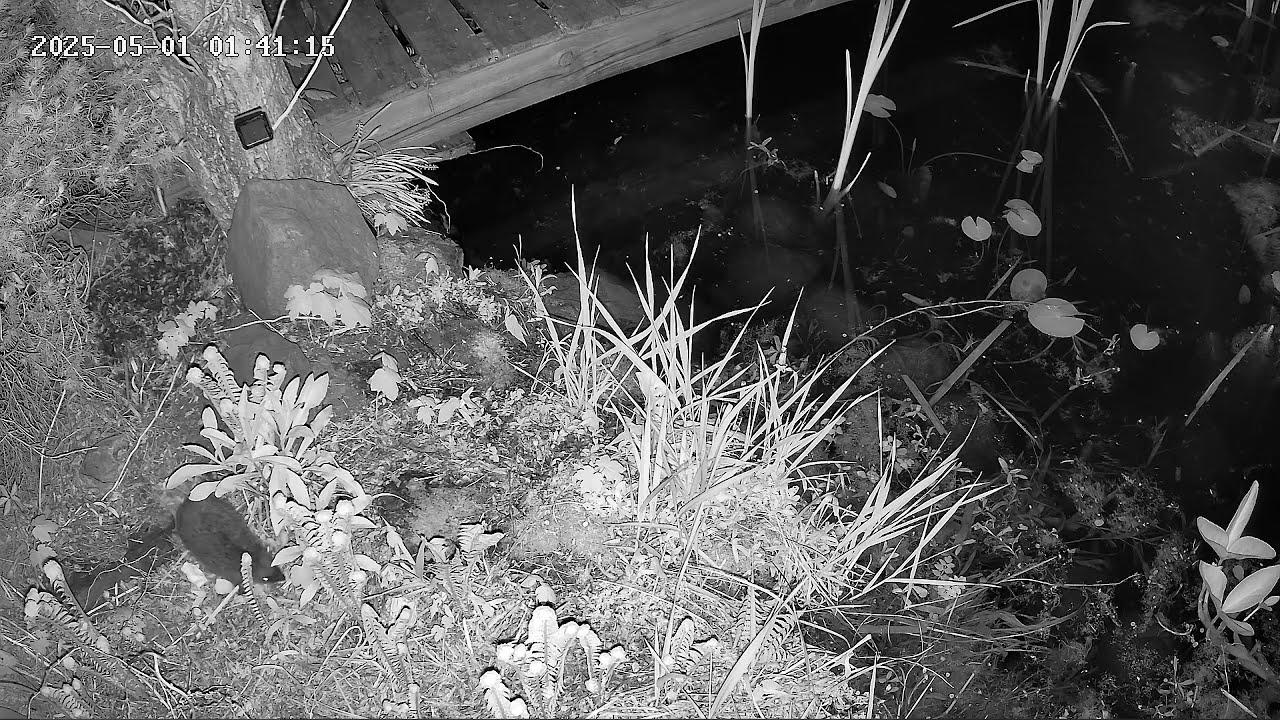 Oczko wodne pan jeż wzbudził strach u mieszkańców