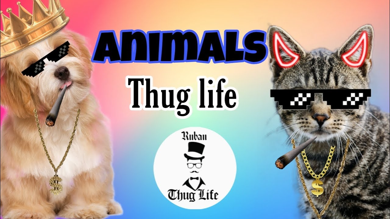 Animal thug life videos | dog and cat thug life videos | animal funny video  | @ruban thug - YouTube
