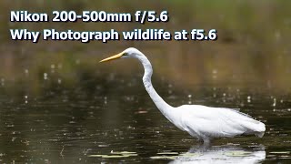 Nikon 200-500mm f/5.6 - Why Photograph wildlife at f5.6