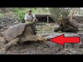 Epic Wildlife Comebacks!