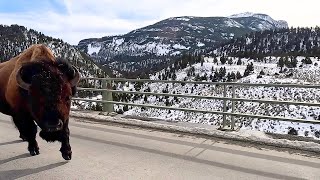 Tense Bison Encounter At Yellowstone National Park 2024