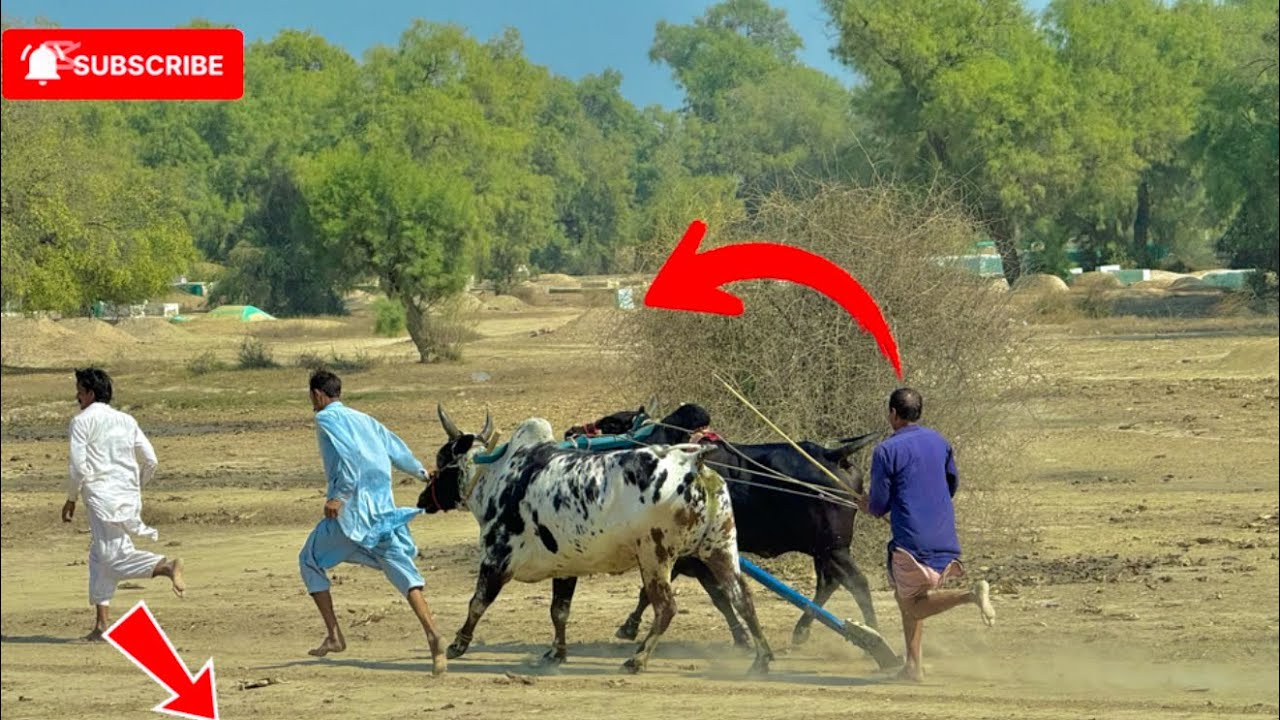 Champion dand Pakistan dand  🩷🩷🥷🥷 Punjab Pakistan