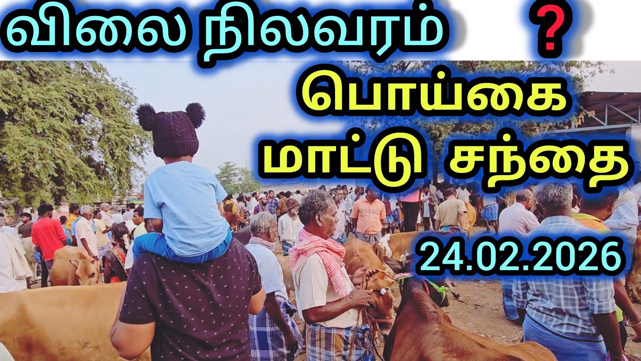 பொய்கை மாட்டு சந்தை இன்று 24.02.2026 விலை நிலவரம் #பொய்கைசந்தை 