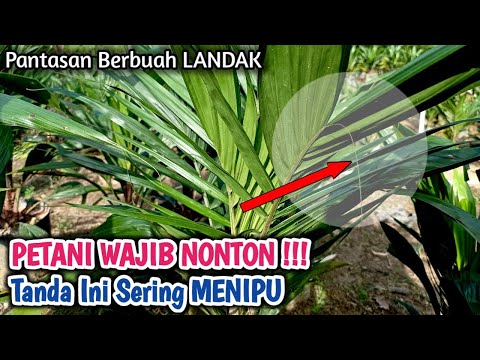 BIBIT SAWIT JD BERBUAH LANDAK ( ABNORMAL) ??? Ternyata Ini 