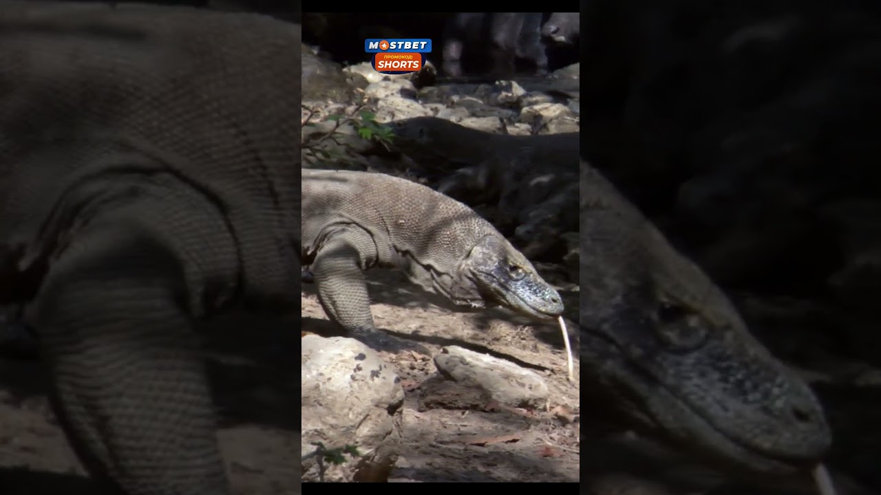 Добыча больше охотника в 10 раз #животные #звери #природа