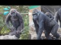 Gorilla Momoka looked tired and handed baby sister Sumomo to Komomo | Gorilla Haoko family