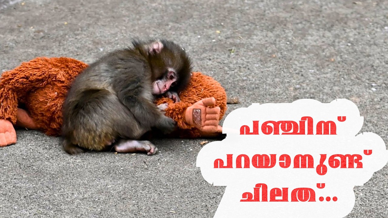 പഞ്ച് സംസാരിക്കുന്നു...