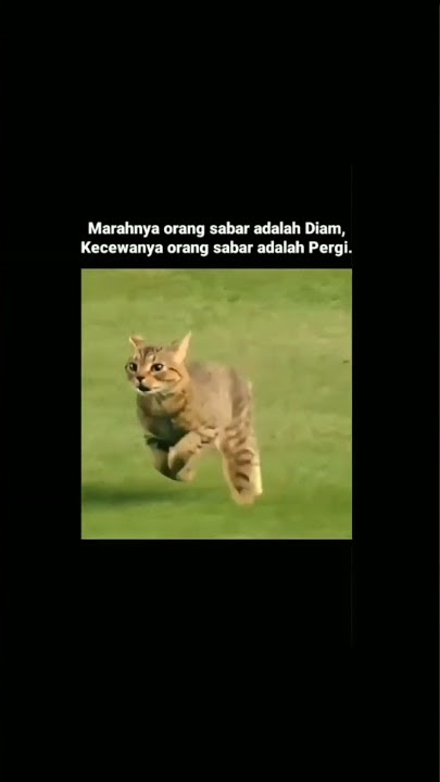 marahnya orang sabar adalah diam, #storywa #storywakeren #story15detik #cat #sabar #diam #shorts