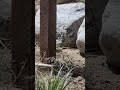 Cat interrupts young prairie dogs feast.