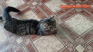 Котенок Кузя придумал для себя игры. Приколы с котами.