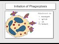 Lecture 2 Innate Immunity1