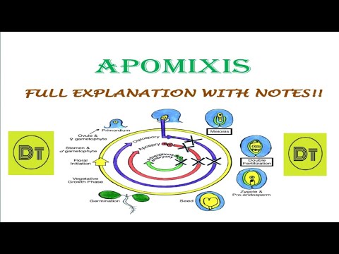 Video: Apakah embrio Apomictic?