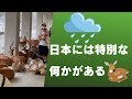 【海外の反応】「日本には特別な何かがある」ゲリラ豪雨の為雨宿りする人と鹿の群れの調和の光景が海外で話題に