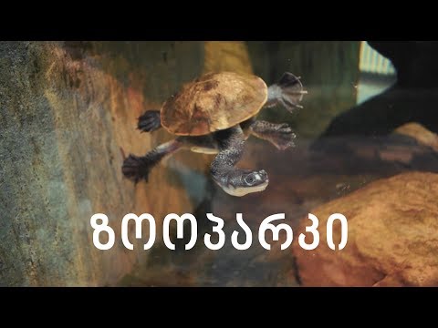 [11] ზოოპარკში • პოლონეთი • ვლოგი •