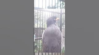 Jalak Kebo Gacor 2212.25