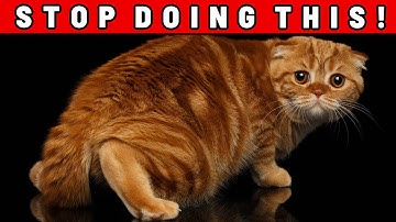 Stop met DIT te doen met je kat - ze herinneren zich