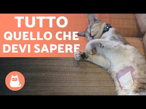 Video: Come Nutrire Un Gatto Dopo La Castrazione?