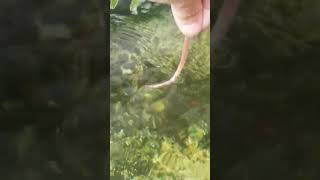 Hand feeding pet fish