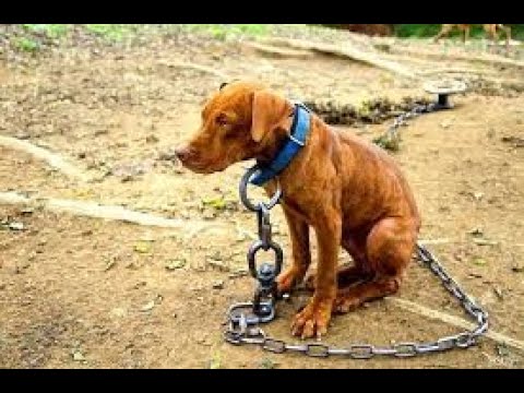 Videó: A Kutyák Biztonsági övei Pénzkidobás Vagy életmentők