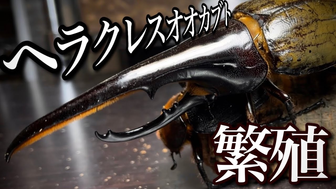 繁殖開始！ ヘラクレスオオカブトのペアンリグと産卵セット