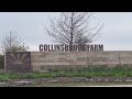 Collinsbrook Farm (CBF) Sanatana is Celebrating!