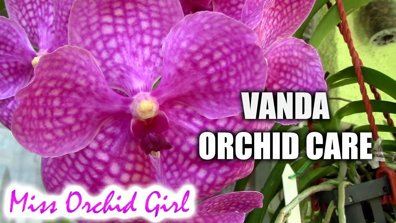 Orchid Care - How to care for Vanda Orchids - thptnganamst.edu.vn