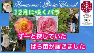 【ばら】今日のバラの花と続々届く大苗たち　#薔薇　#ガーデニング