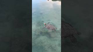 Peaceful Sea-turtle gliding through the water. #shorts #seaturtles #seaturtle #nature #hawaii