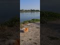 Шпиц Антей у воды.Cute dog in nature