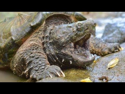 حيوان خطير جدا هل سمعت عنه قبل هذا الفيديو