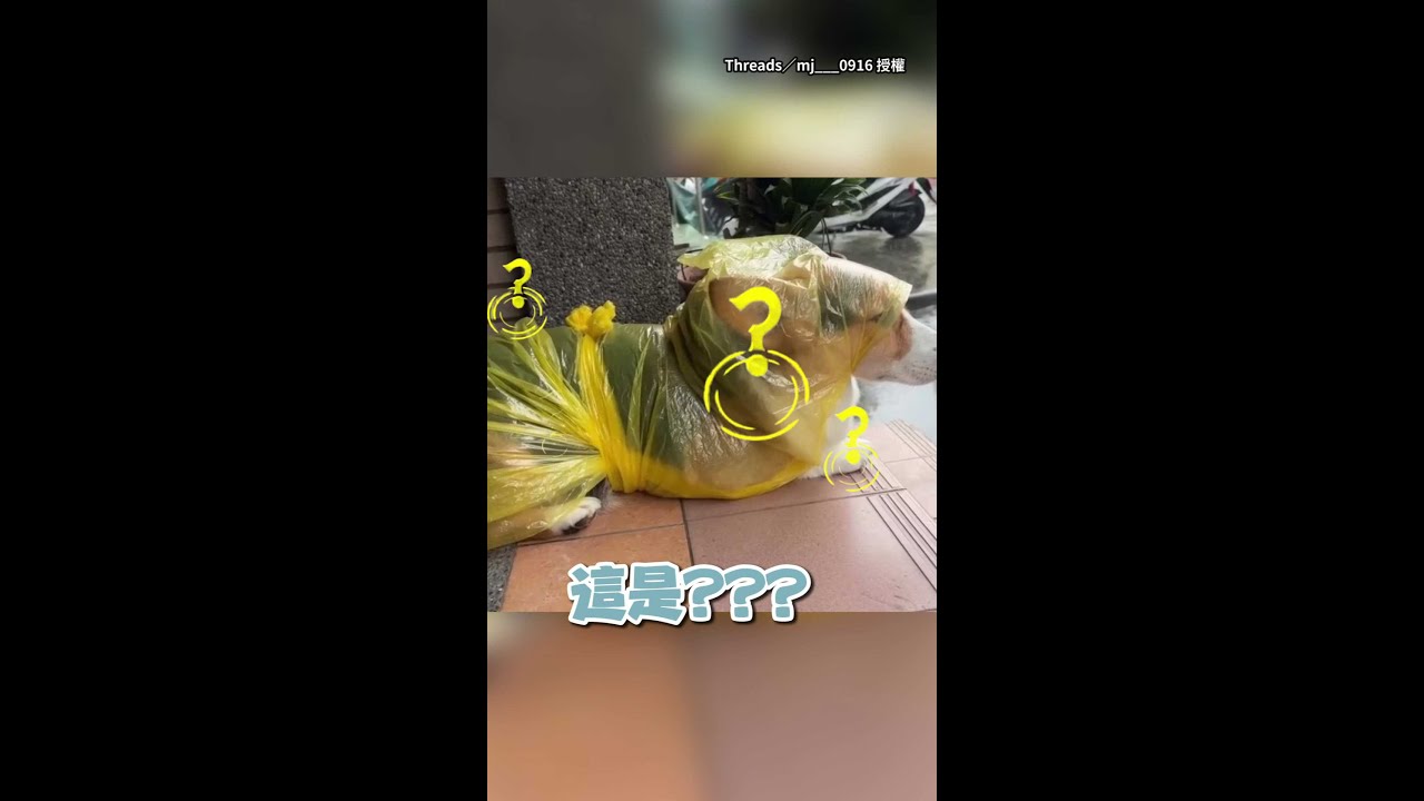 【昨天才洗好澡...】遇到下雨！柯基被用輕便雨衣包著一臉無奈XD #Shorts