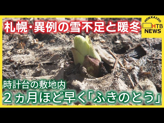 かちゅ雪のしたふきのとう2㌔以上になります。 sddefault.jpg