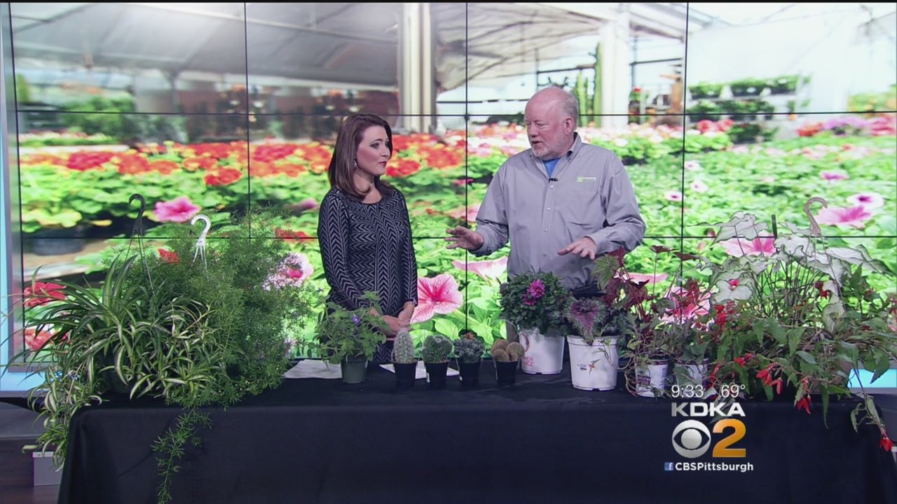 Doug Oster’s Bargain Garden Buys YouTube