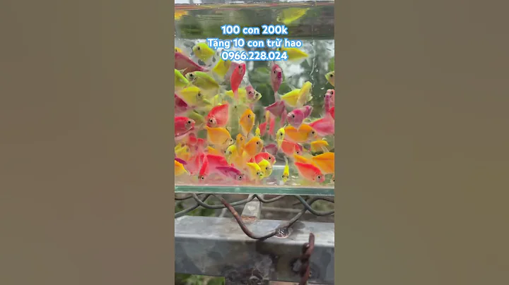 Cánh buồm dạ quang, cá cảnh Đồng Tháp