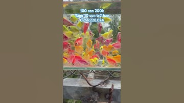 Cánh buồm dạ quang, cá cảnh Đồng Tháp