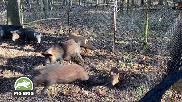 The Pig Brig Trap System In Action | Pig Brig Trap System