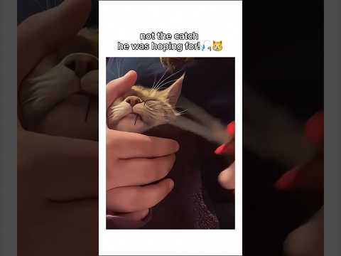 Cat Gets Hooked