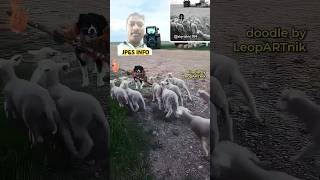 Escape plan 🐑🐏🐑😃 #funny #sheep #shorts #ytshorts #youtube shorts