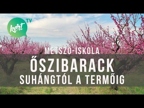 Őszibarackfa metszése csemetétől termő fáig Kosztka Ernővel | kert TV metszőiskola