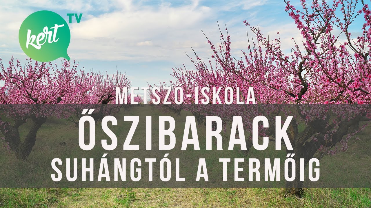 Őszibarackfa metszése csemetétől termő fáig Kosztka Ernővel | kert TV metszőiskola