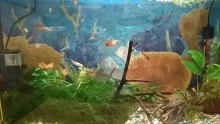 Родила гуппи. Следующая пецилия Микки Маус.