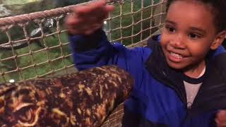Alligator got out! Bass Pro Shop Memphis Part 1 | THEBARRLIFE Vlog 37