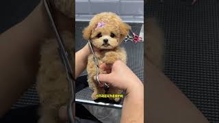 This champagne-colored teddy bear looked ordinary before the repair, but it is so amazing after the