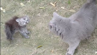 Rescue Stray Kittens Are Terrified Of Stranger Cat They Were Ready To Attack On Her