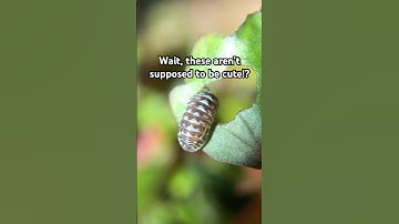 But why are they so cute tho? #insects #nature #bug #animals