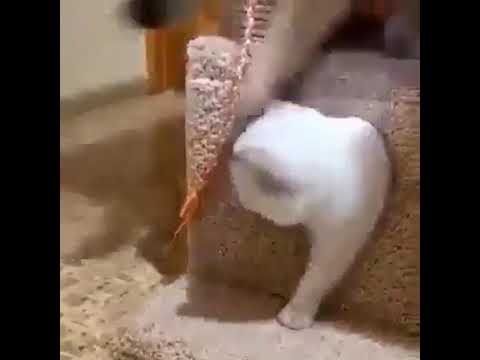 خشي يا بت جوة مافيش خروج الغيرة صعبه